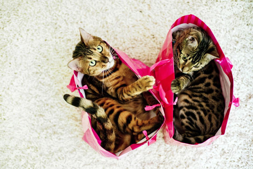 My Photos Of Me Slowly Becoming A Crazy Cat Lady My Photos Of Me Slowly Becoming A Crazy Cat Lady