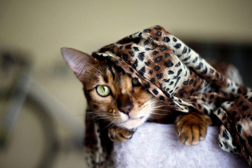 My Photos Of Me Slowly Becoming A Crazy Cat Lady