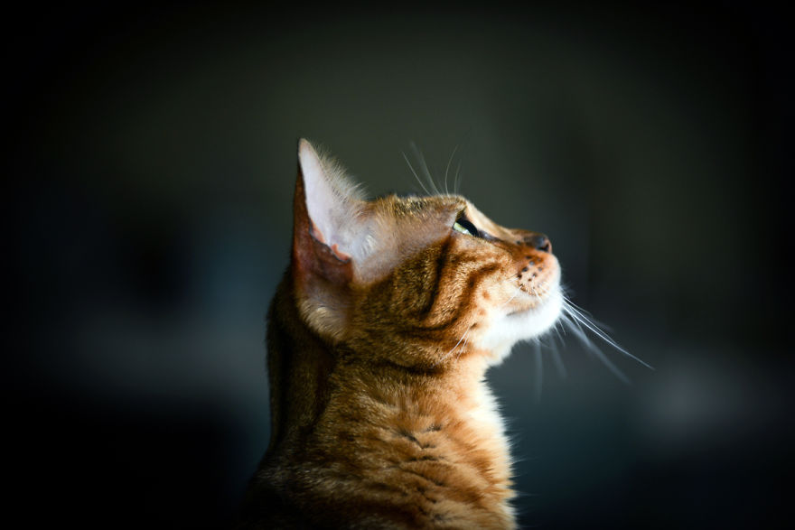 My Photos Of Me Slowly Becoming A Crazy Cat Lady