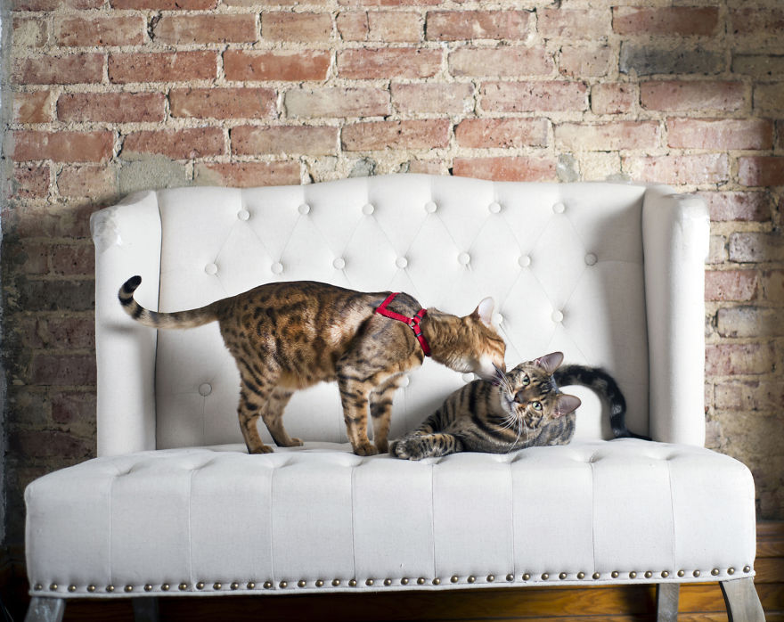 My Photos Of Me Slowly Becoming A Crazy Cat Lady My Photos Of Me Slowly Becoming A Crazy Cat Lady