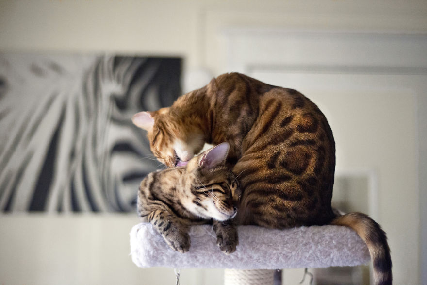 My Photos Of Me Slowly Becoming A Crazy Cat Lady My Photos Of Me Slowly Becoming A Crazy Cat Lady