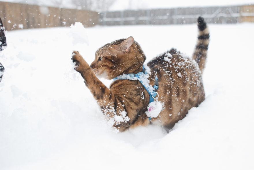 My Photos Of Me Slowly Becoming A Crazy Cat Lady