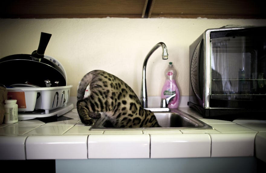 My Photos Of Me Slowly Becoming A Crazy Cat Lady My Photos Of Me Slowly Becoming A Crazy Cat Lady