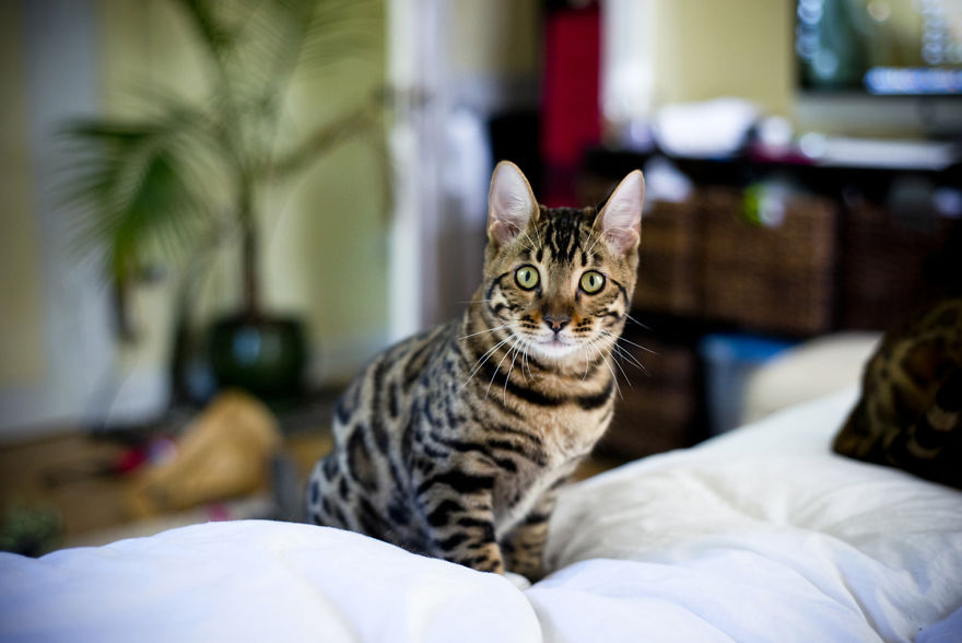 My Photos Of Me Slowly Becoming A Crazy Cat Lady My Photos Of Me Slowly Becoming A Crazy Cat Lady