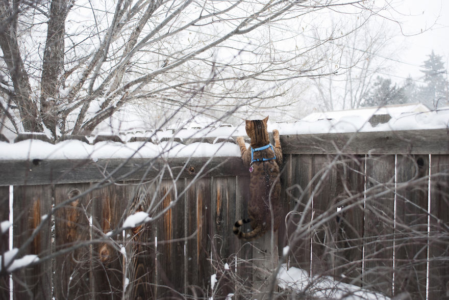 My Photos Of Me Slowly Becoming A Crazy Cat Lady