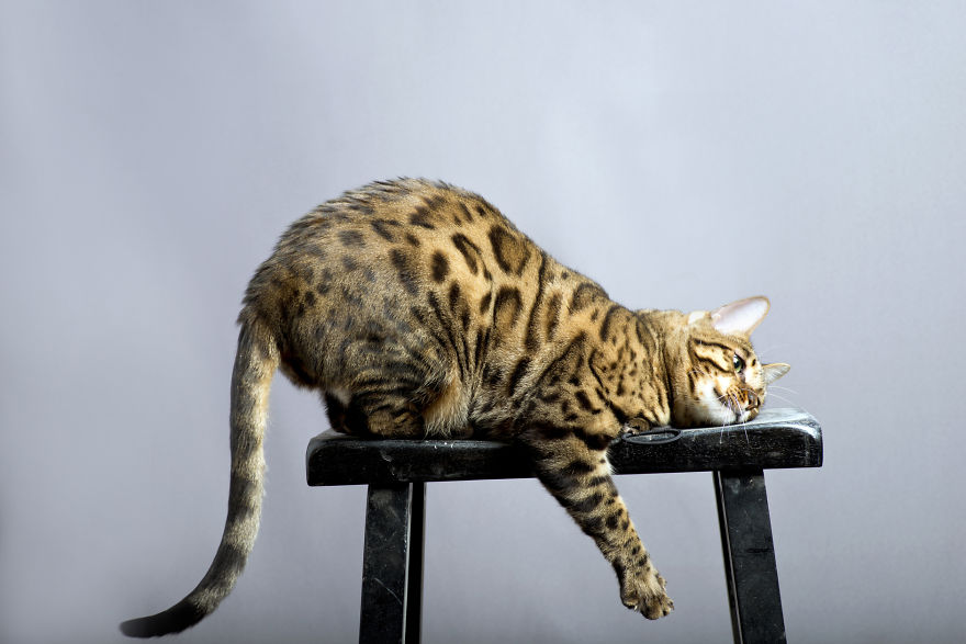 My Photos Of Me Slowly Becoming A Crazy Cat Lady My Photos Of Me Slowly Becoming A Crazy Cat Lady