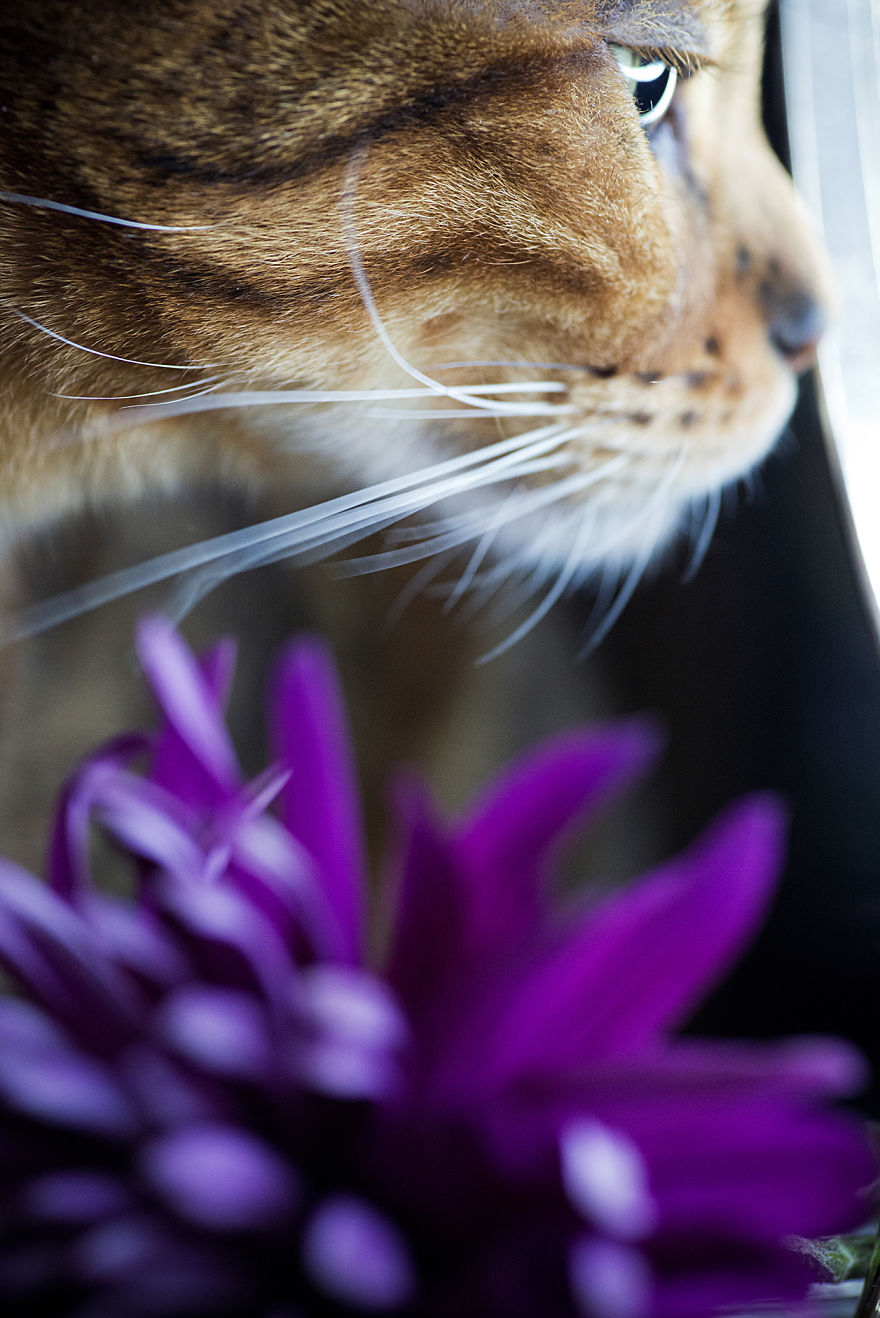 My Photos Of Me Slowly Becoming A Crazy Cat Lady