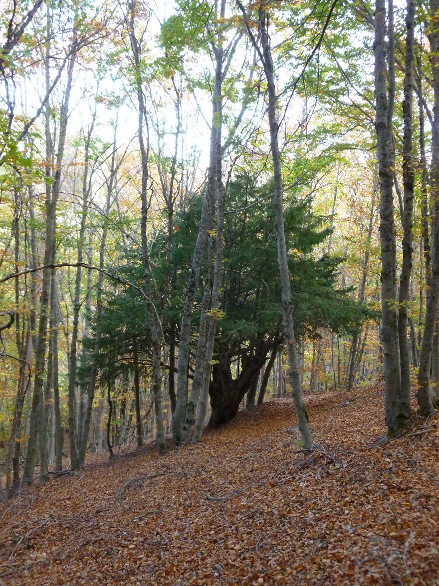 Hayedo De La Tejera Negra,guadalajara,españa