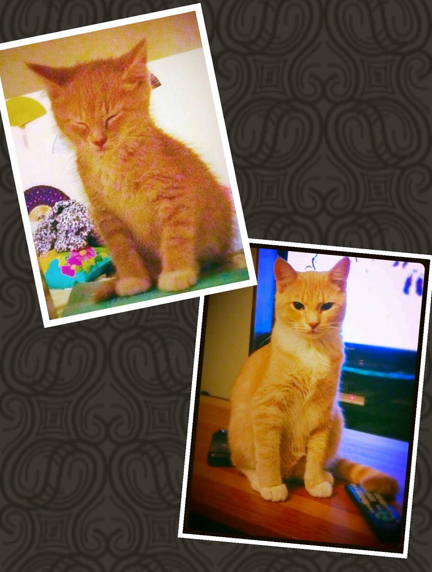 Korea 2 Months To 11 Months