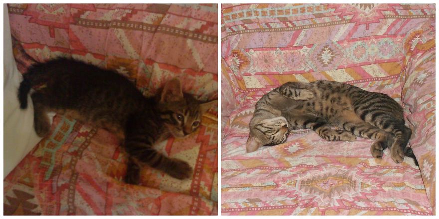 Still Loves The Couch!