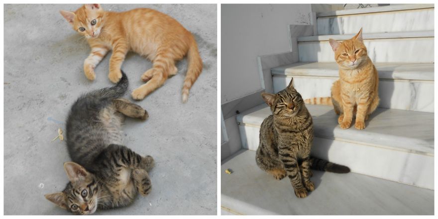 3 Years Later...best Buddies Enjoying The Sun!