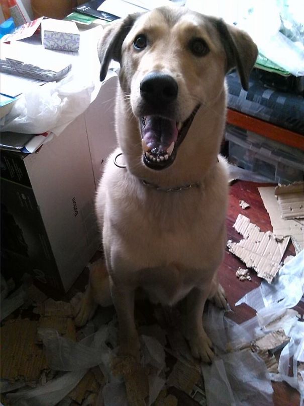 Mom!!! I Just Helped You To Unwrap All The Xmas Presents Under The Tree!!! Wich One Is Mine?