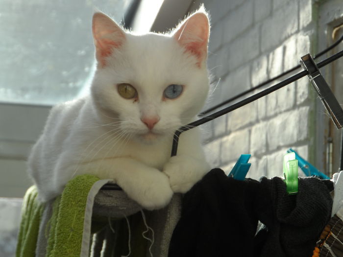 Moya - 1 Of Our 3 Odd-eyed Beauties