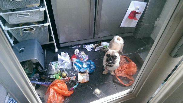 Kevin Is A Bin Raiding Asshole