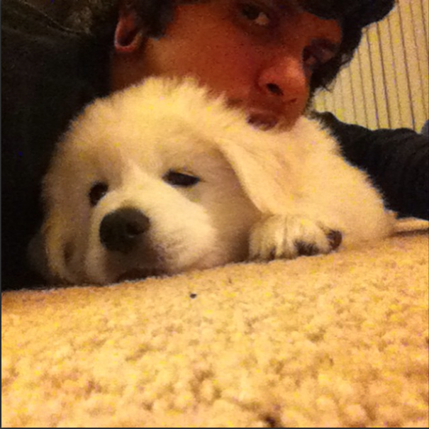 Great Pyrenees Puppy