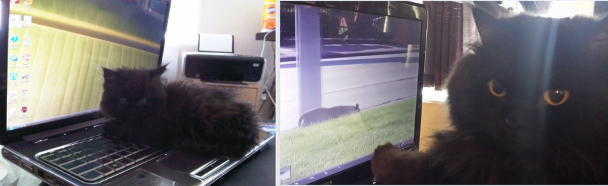 My Spikey Boy Loves The Laptop!