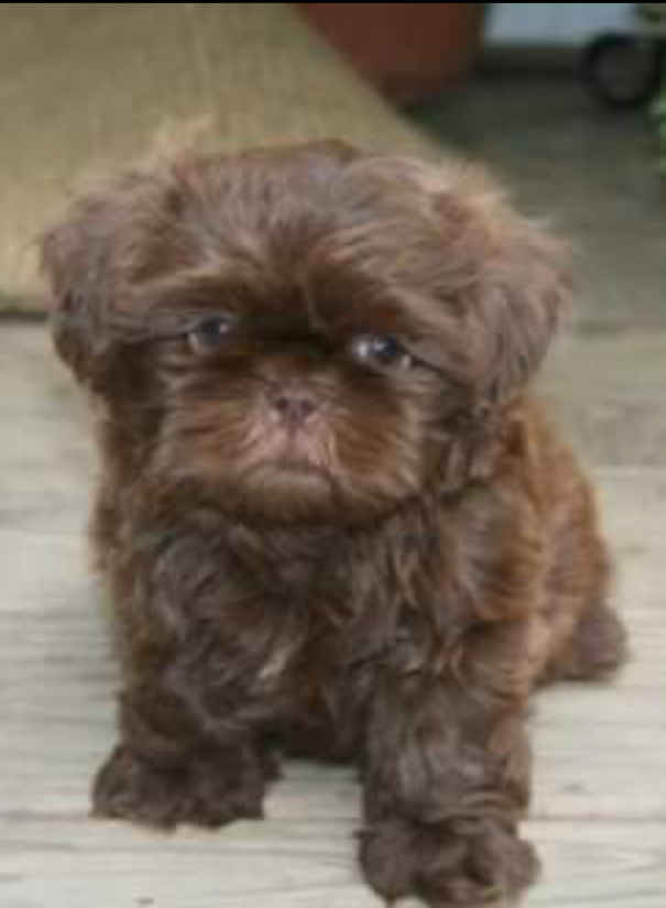 Chocolate Shih Tzu Puppy