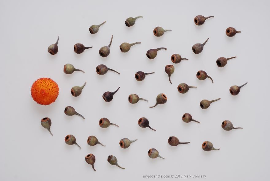 I Use Seeds to Create Faces, Insects, Flags And Abstract Pictures I Use Seeds to Create Faces, Insects, Flags And Abstract Pictures