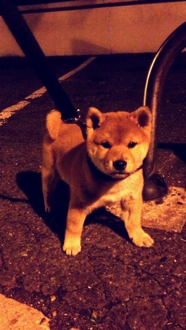 Koan The Shiba