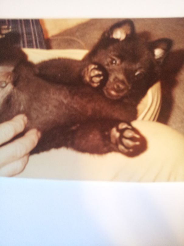 Skipper (schipperke) At Eight Weeks