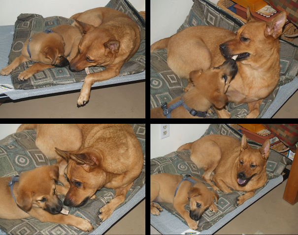 What Puppy Wants, Puppy Gets