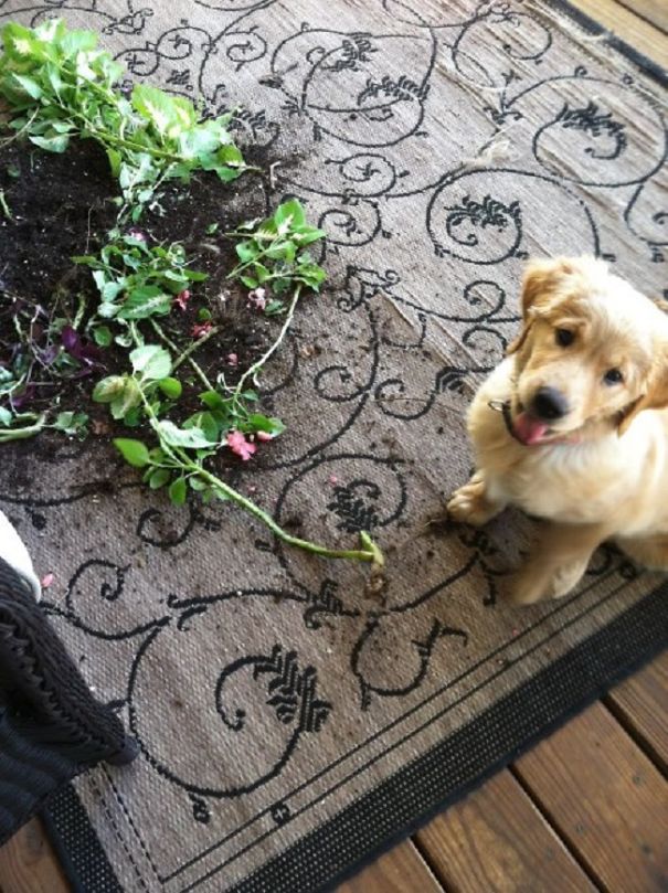 Thanks For Leaving This Out For Me! Aren't You Proud?!