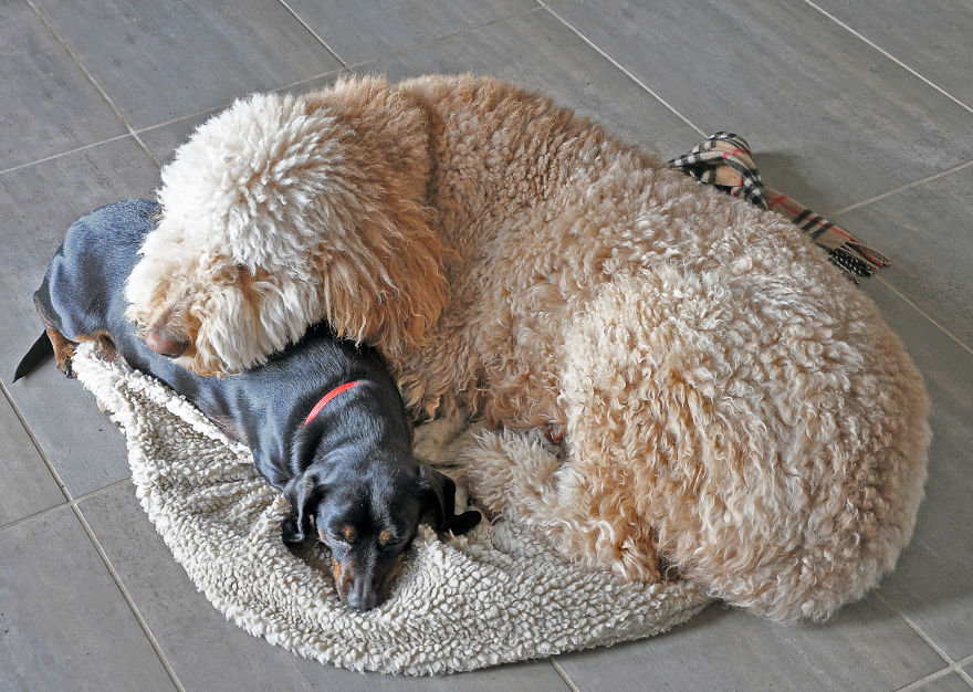 Teddy, My Two Year-old Goldendoodle And His Dachshund Pal, Pumpkin.