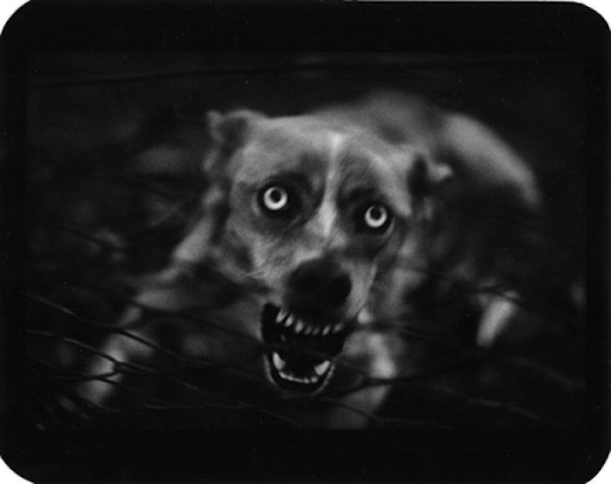 I Captured These Animals With My Father's Old Japanese Film Camera From 1960's I Captured These Animals With My Father's Old Japanese Film Camera From 1960's