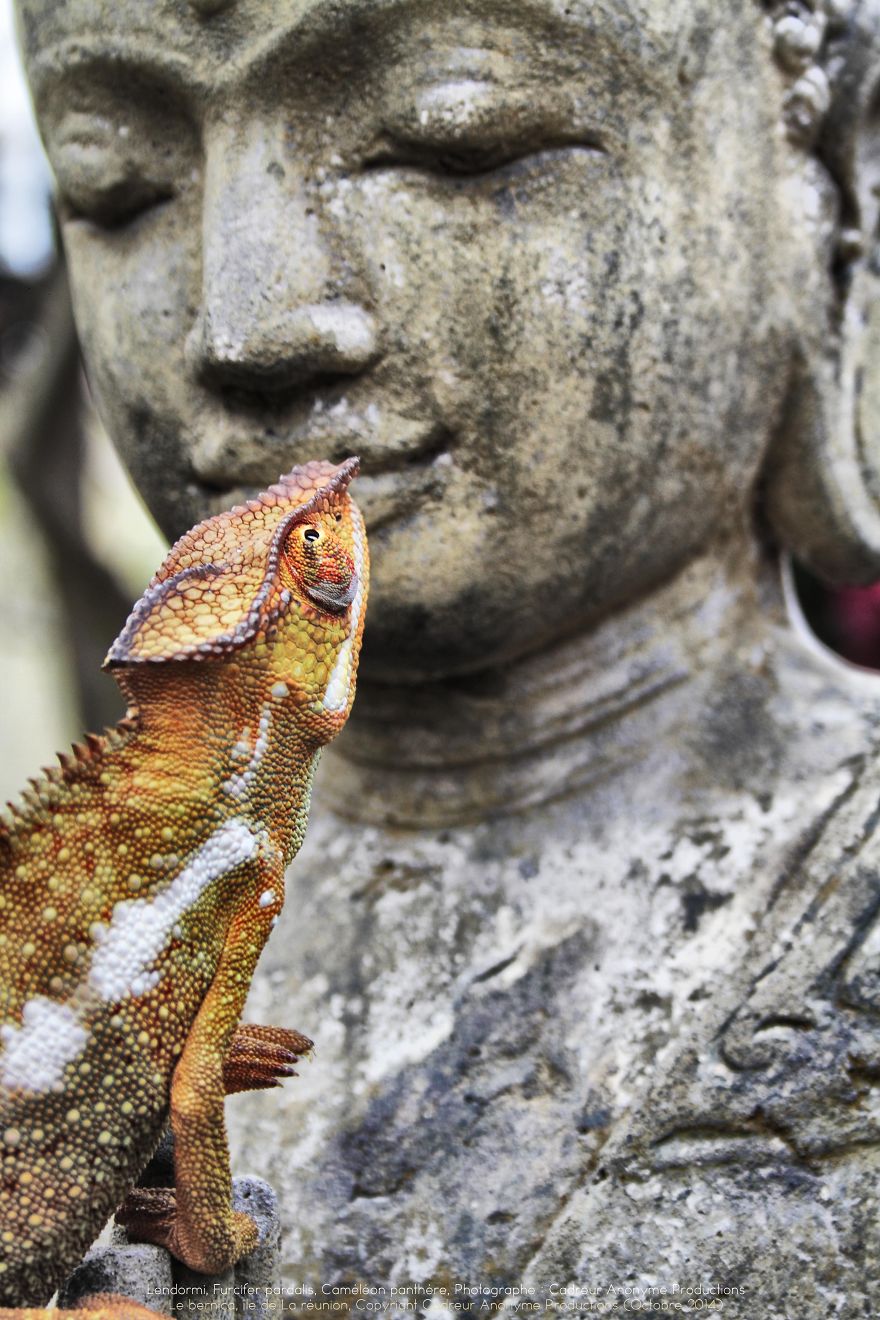 Chameleon Panthers Climbing Flowers Are Just Too Photogenic
