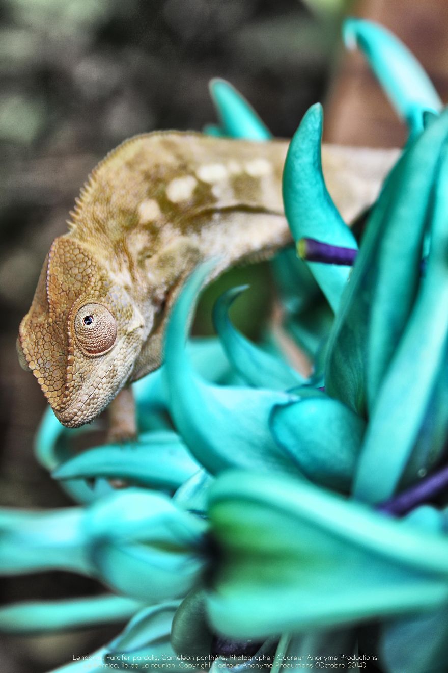 Chameleon Panthers Climbing Flowers Are Just Too Photogenic Chameleon Panthers Climbing Flowers Are Just Too Photogenic