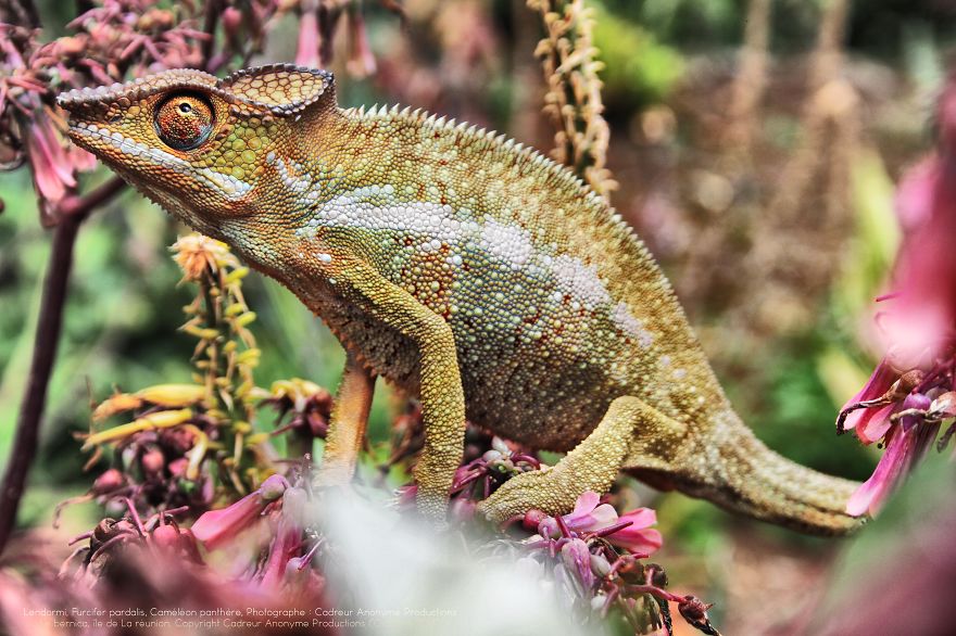 Chameleon Panthers Climbing Flowers Are Just Too Photogenic Chameleon Panthers Climbing Flowers Are Just Too Photogenic