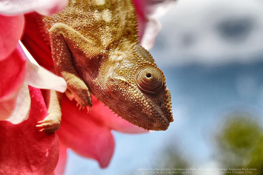 Chameleon Panthers Climbing Flowers Are Just Too Photogenic Chameleon Panthers Climbing Flowers Are Just Too Photogenic