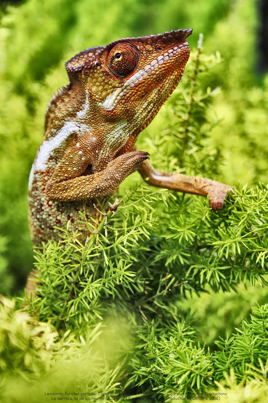 Chameleon Panthers Climbing Flowers Are Just Too Photogenic Chameleon Panthers Climbing Flowers Are Just Too Photogenic