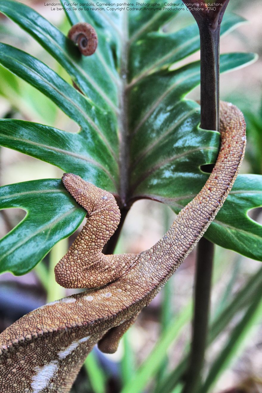 Chameleon Panthers Climbing Flowers Are Just Too Photogenic Chameleon Panthers Climbing Flowers Are Just Too Photogenic