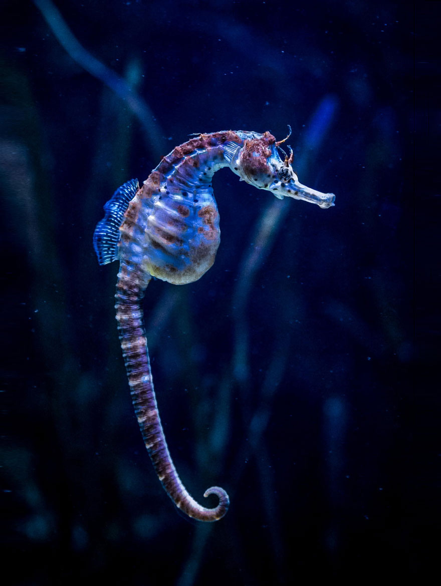 Seahorse