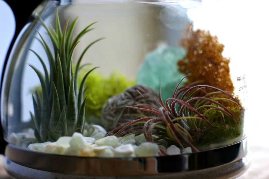 My DIY Coffee Pot Terrarium My DIY Coffee Pot Terrarium