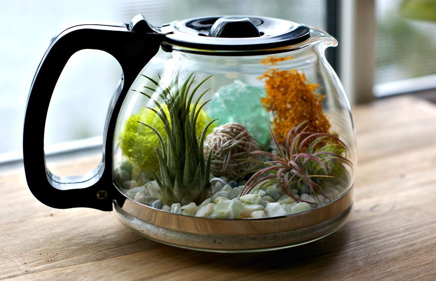 My DIY Coffee Pot Terrarium