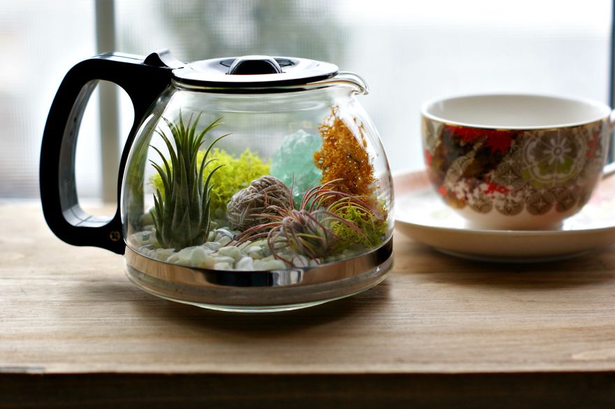 My DIY Coffee Pot Terrarium My DIY Coffee Pot Terrarium