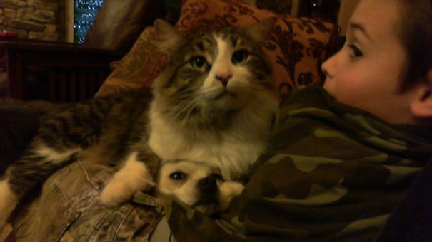 Cat Using The Dog Using The Kid As A Pillow.