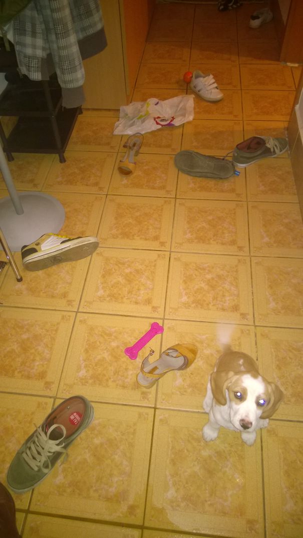 Beagle Puppy Was Bored