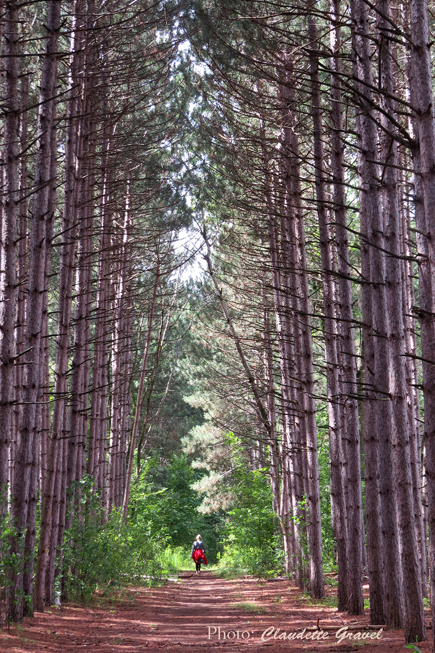 Walk In The Woods, Ottawa, Ontario