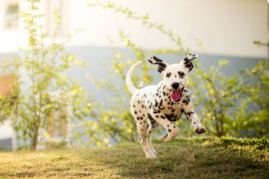 My Photos Of Our Best Friends To Fill Your Hearts With Love