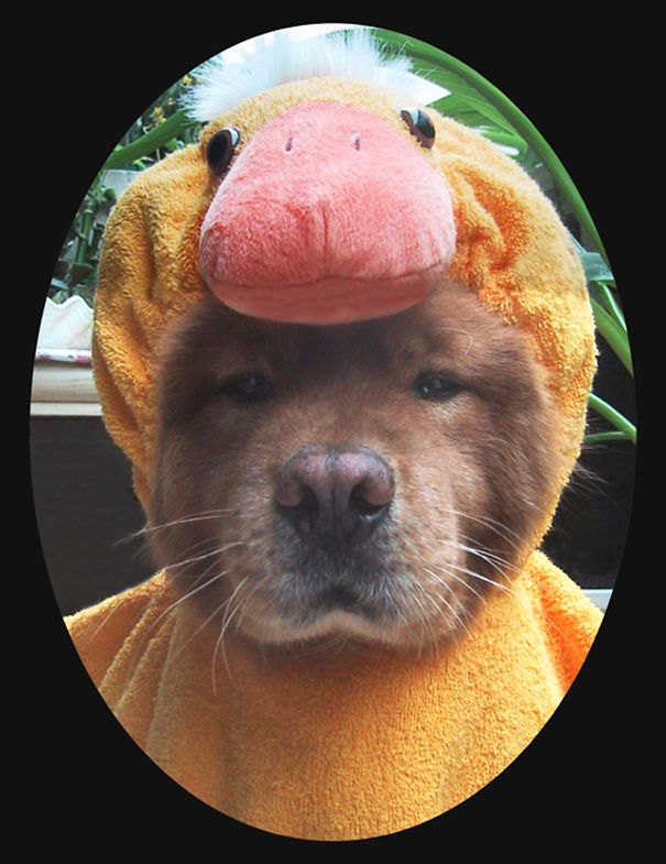 Yellow Duck Hunter Bearing Left