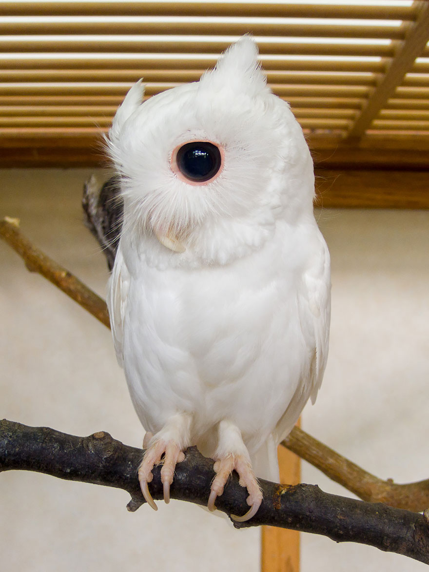 Albino Owl