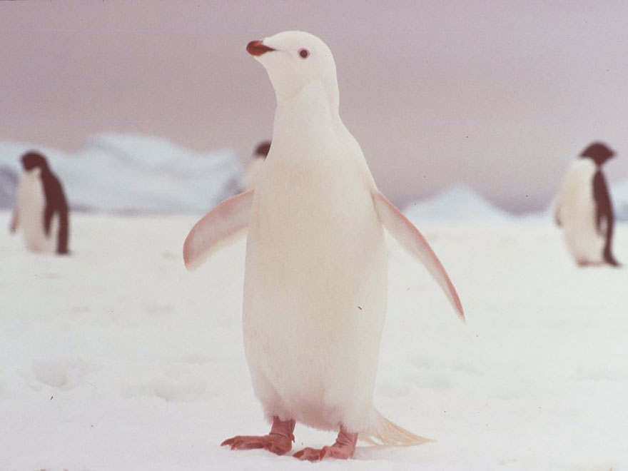 Albino Penguin