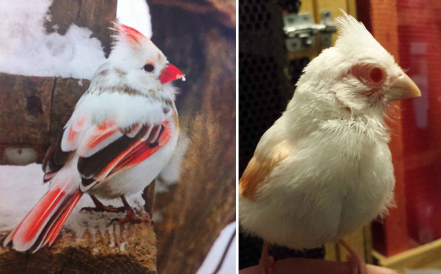 Albino Northern Cardinal