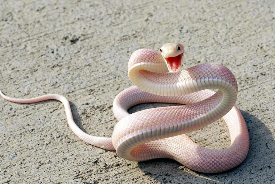 Albino Snake