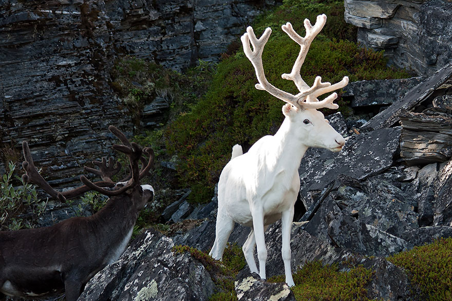 Albino Reindeer