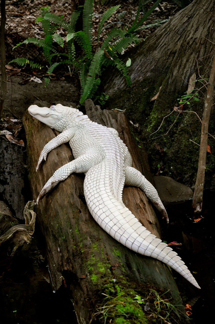 Albino Alligator