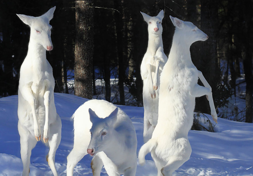 Albino Deer Family